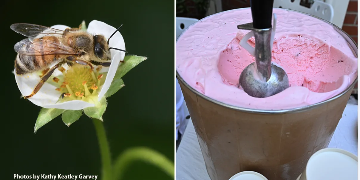 From bee pollination of a strawberry to strawberry Ice cream from Fenton's. (Photo by Kathy Keatley Garvey)
