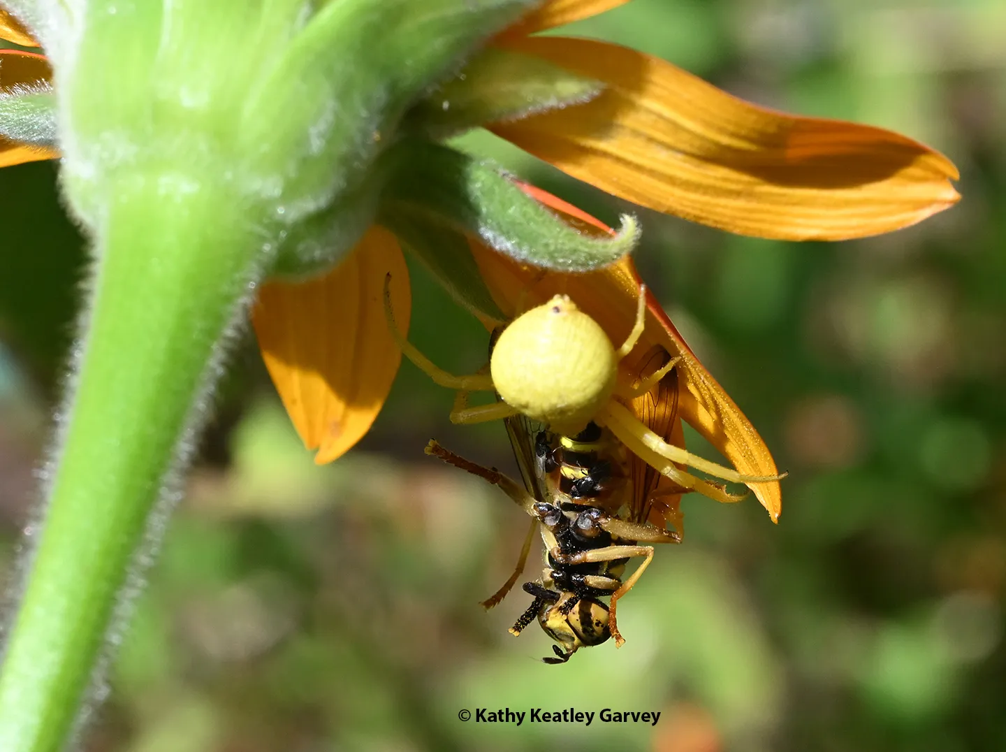 A crab spider nails a syrphid fly disguised as a yellowjacket. (Photo by Kathy Keatley Garvey)
