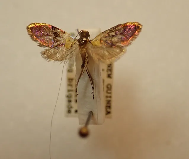 Jeff Smith, curator of the Lepidoptera collection at the Bohart Museum of Entomology, just curated this super micro moth, a fairy longhorn moth, with a wingspan of 1.4 centerimers. (Image by Jeff Smith)