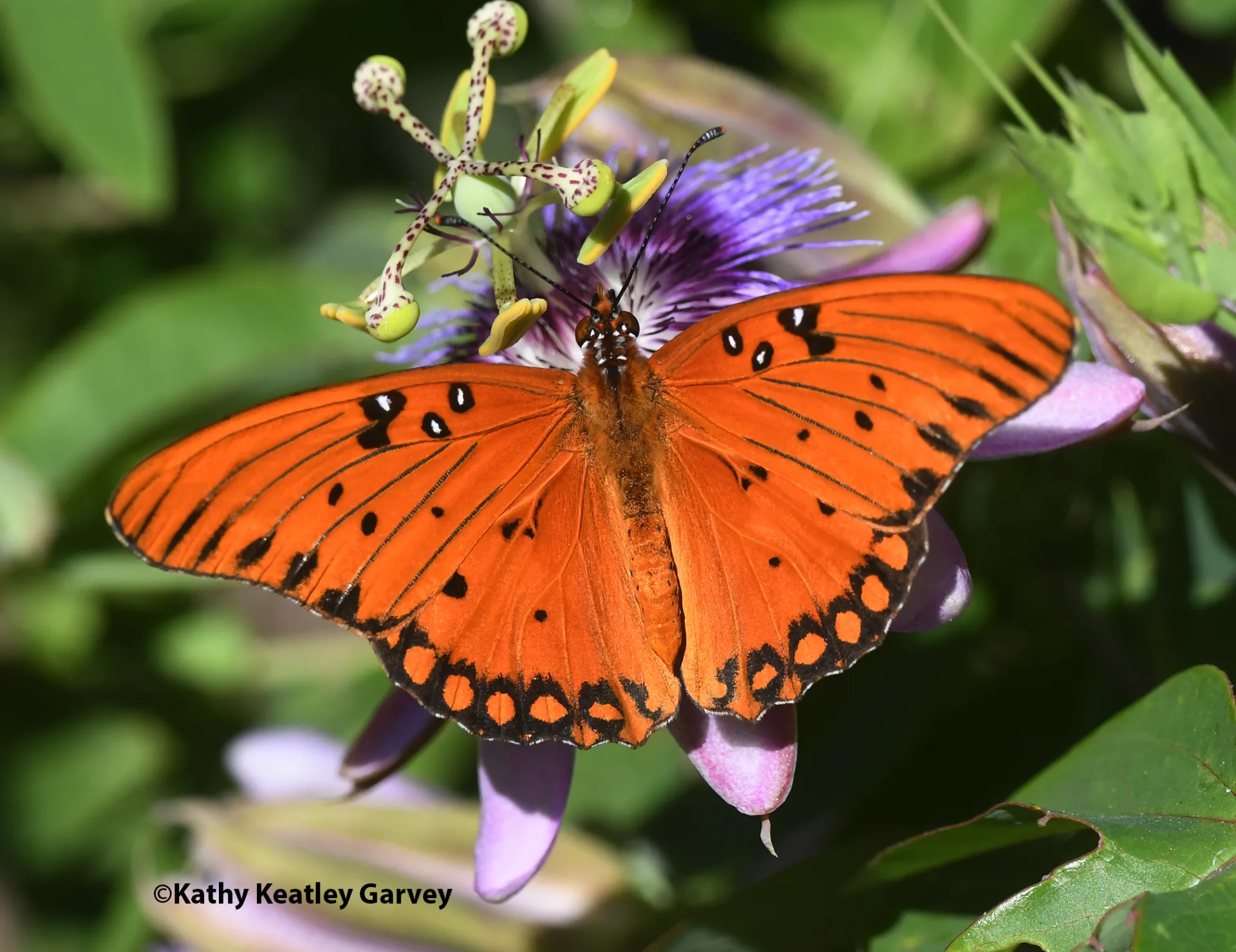Gulf Fritillary spreading its wings and sipping nectar from Passiflora. (Photo by Kathy Keatley Garvey)