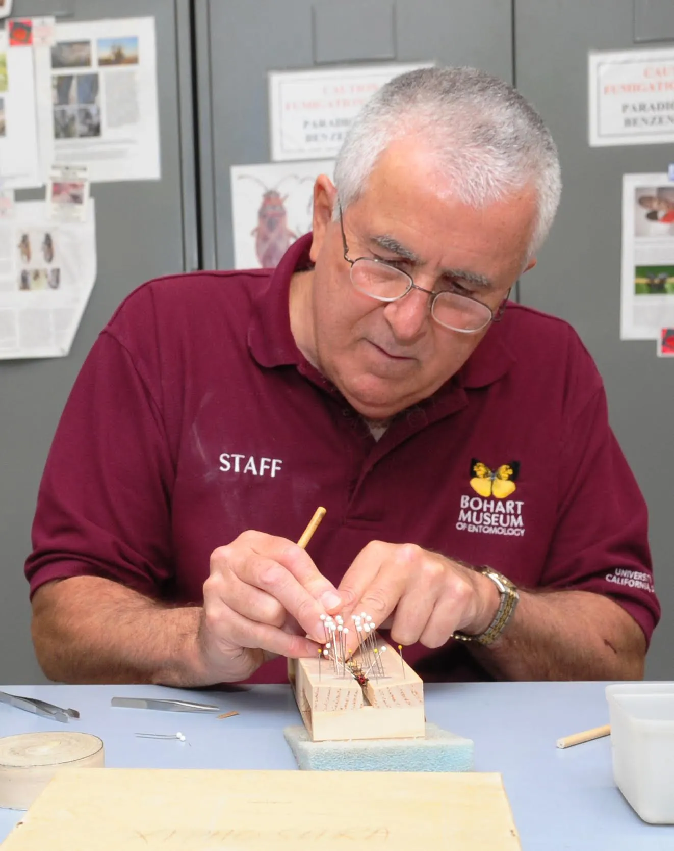 Jeff Smith, curator of the Lepidoptera collection at the Bohart Museum of Entomology, spreading the wings of a butterfly. (Photo by Kathy Keatley Garvey)