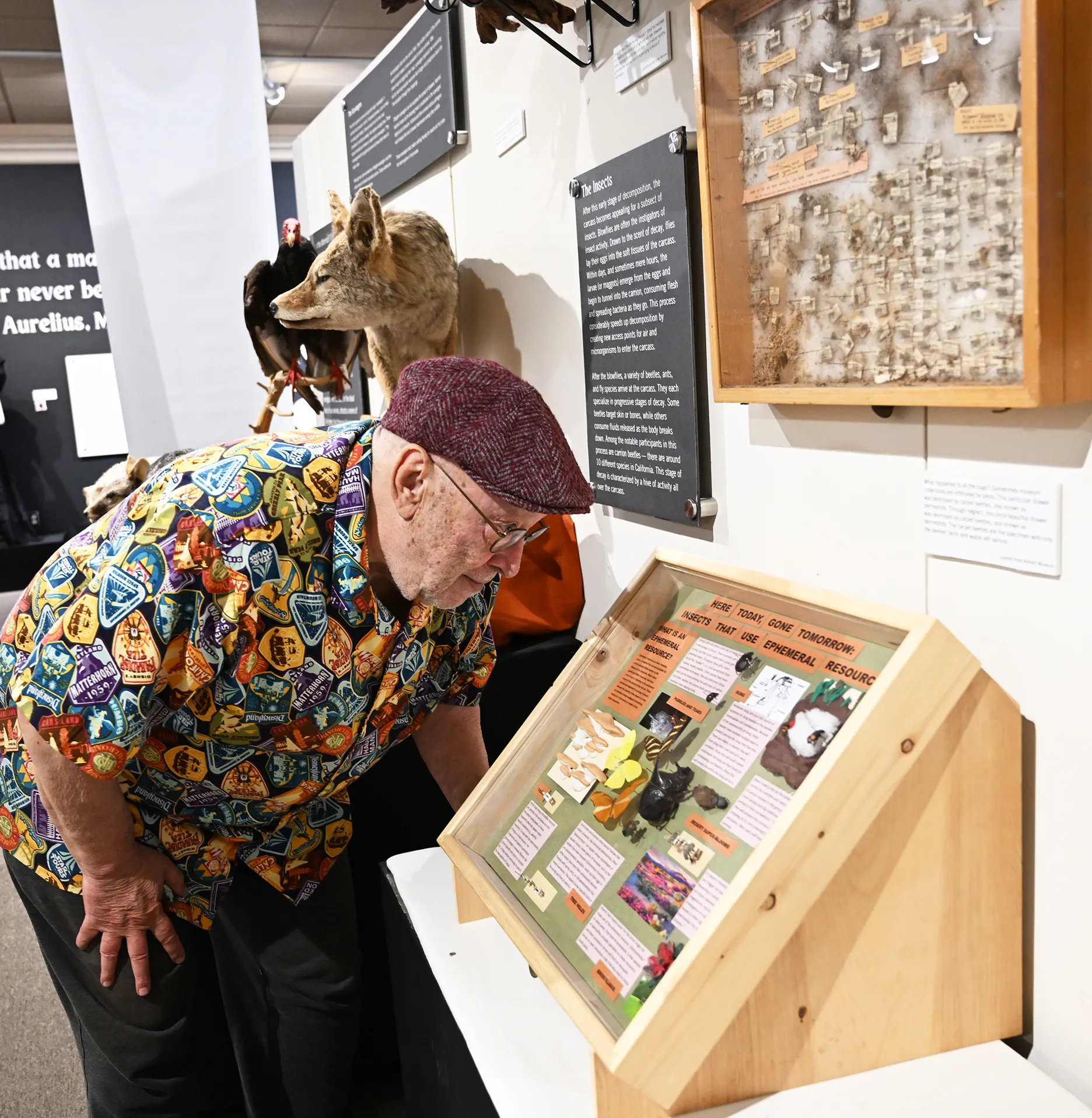 UC Davis alumnus Layton Damiano, a member of the Vacaville Museum, checks out a Bohart Museum display. He has a bachelor's degree in creative writing from UC Davis. (Photo by Kathy Keatley Garvey)