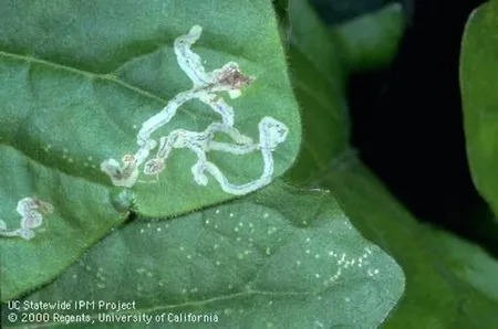 Leaf miners
