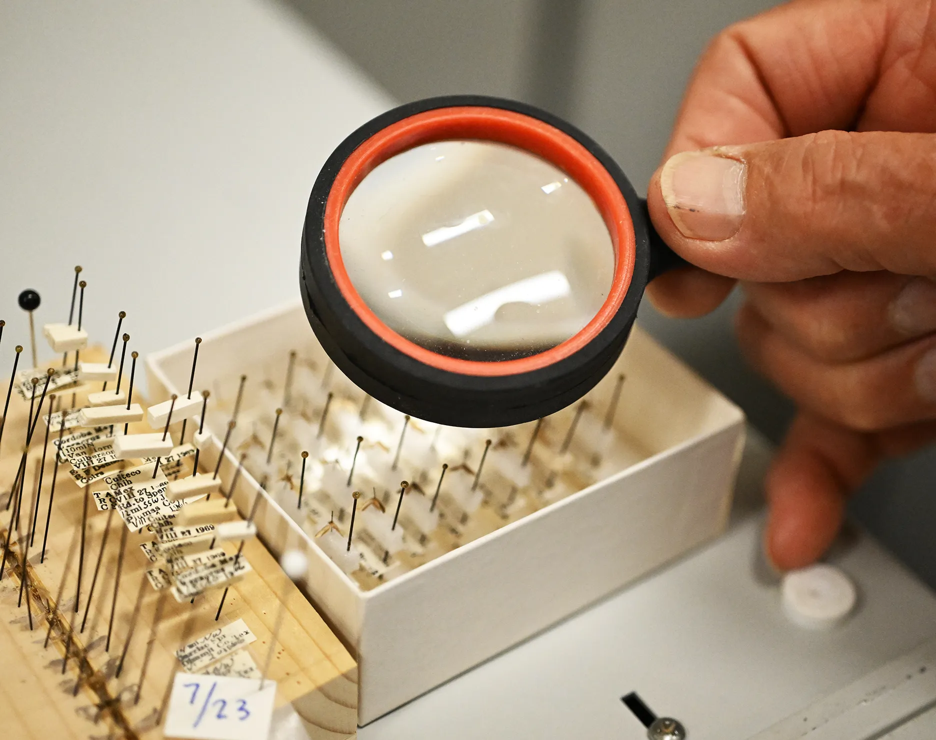 Through the magnifying glass. (Photo by Kathy Keatley Garvey)