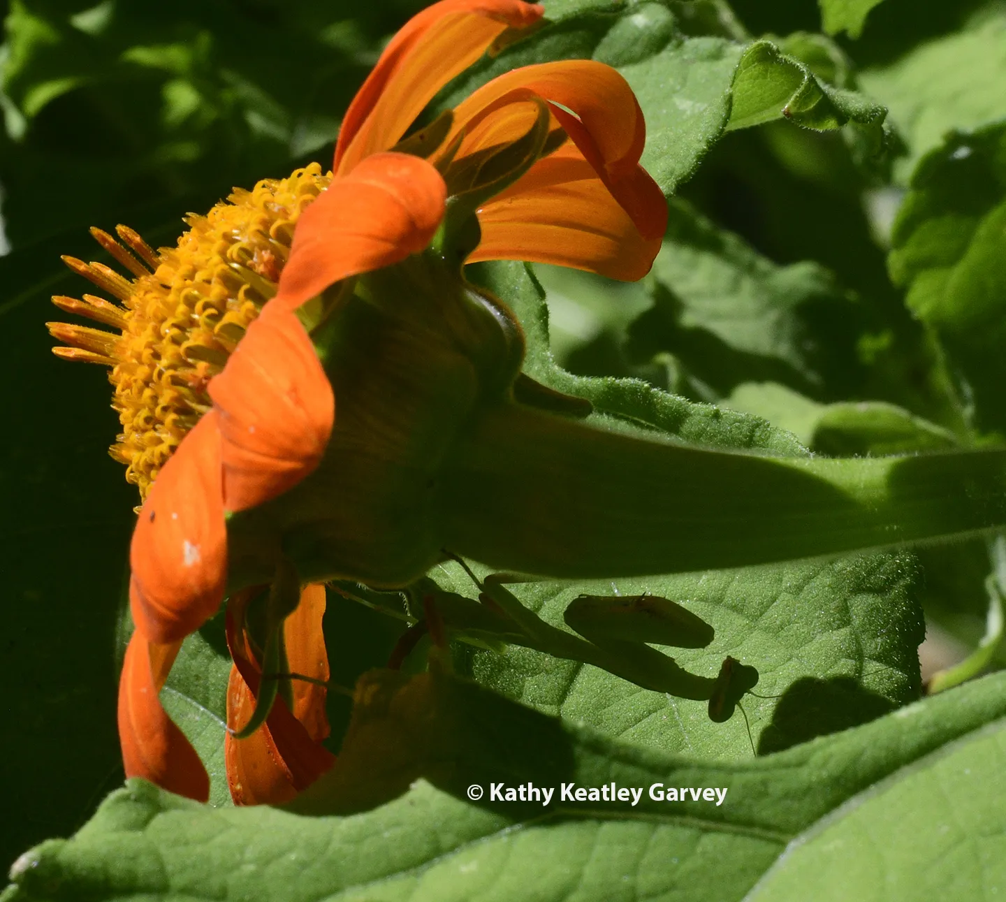 Find the mantis! No? Find her shadow. (Photo by Kathy Keatley Garvey)