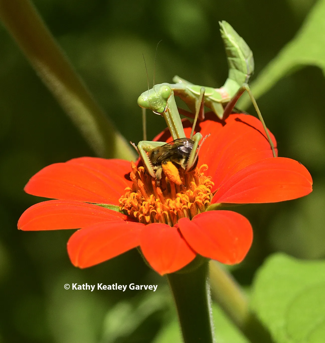 The mantis cradles the bee. (Photo by Kathy Keatley Garvey)
