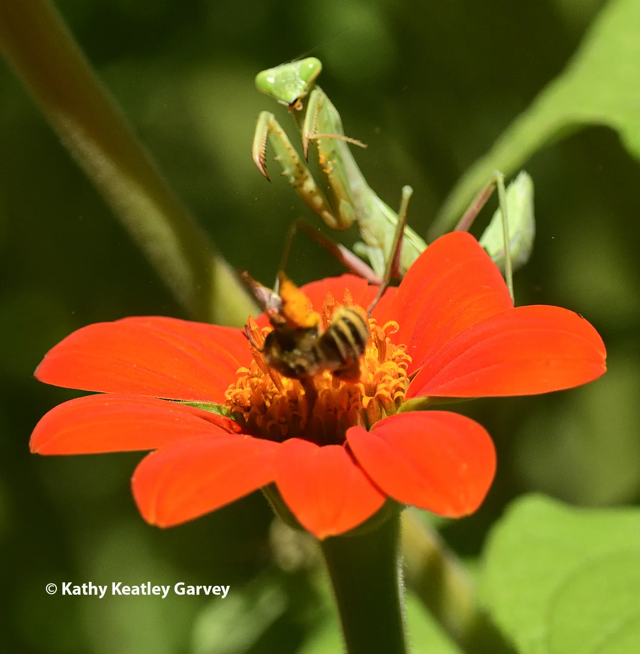 The mantis roars back for another try but the bee escapes. (Photo by Kathy Keatley Garvey)
