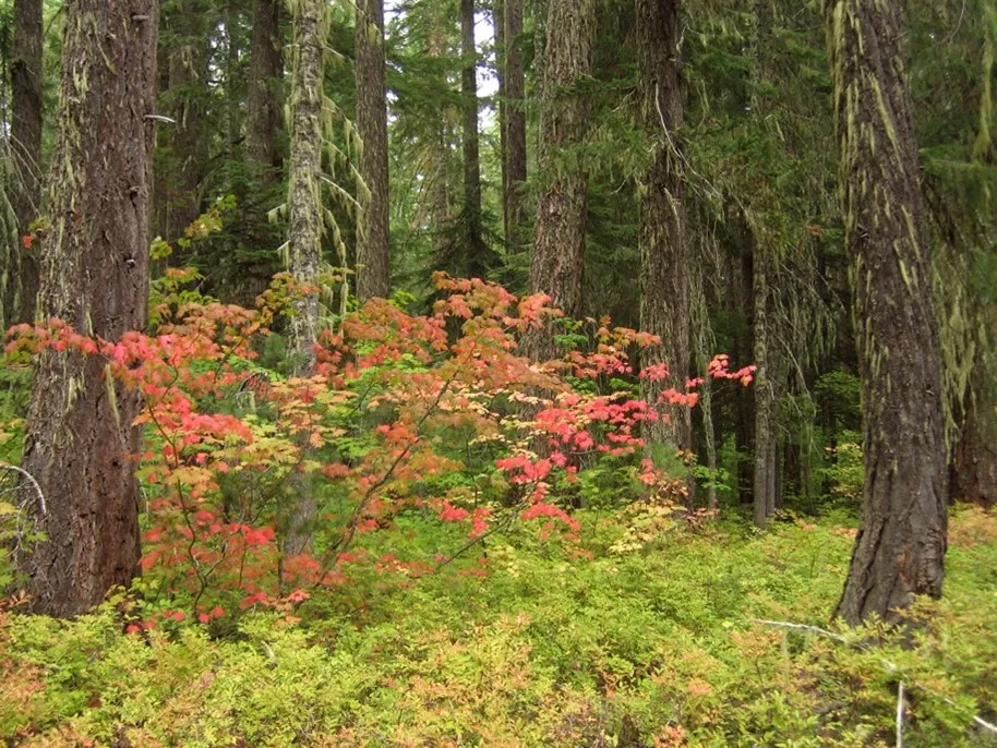 maple tree in forest