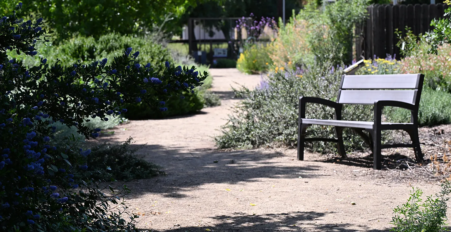 The UC Davis Bee Haven is an inviting place to "bee." (Photo by Kathy Keatley Garvey)