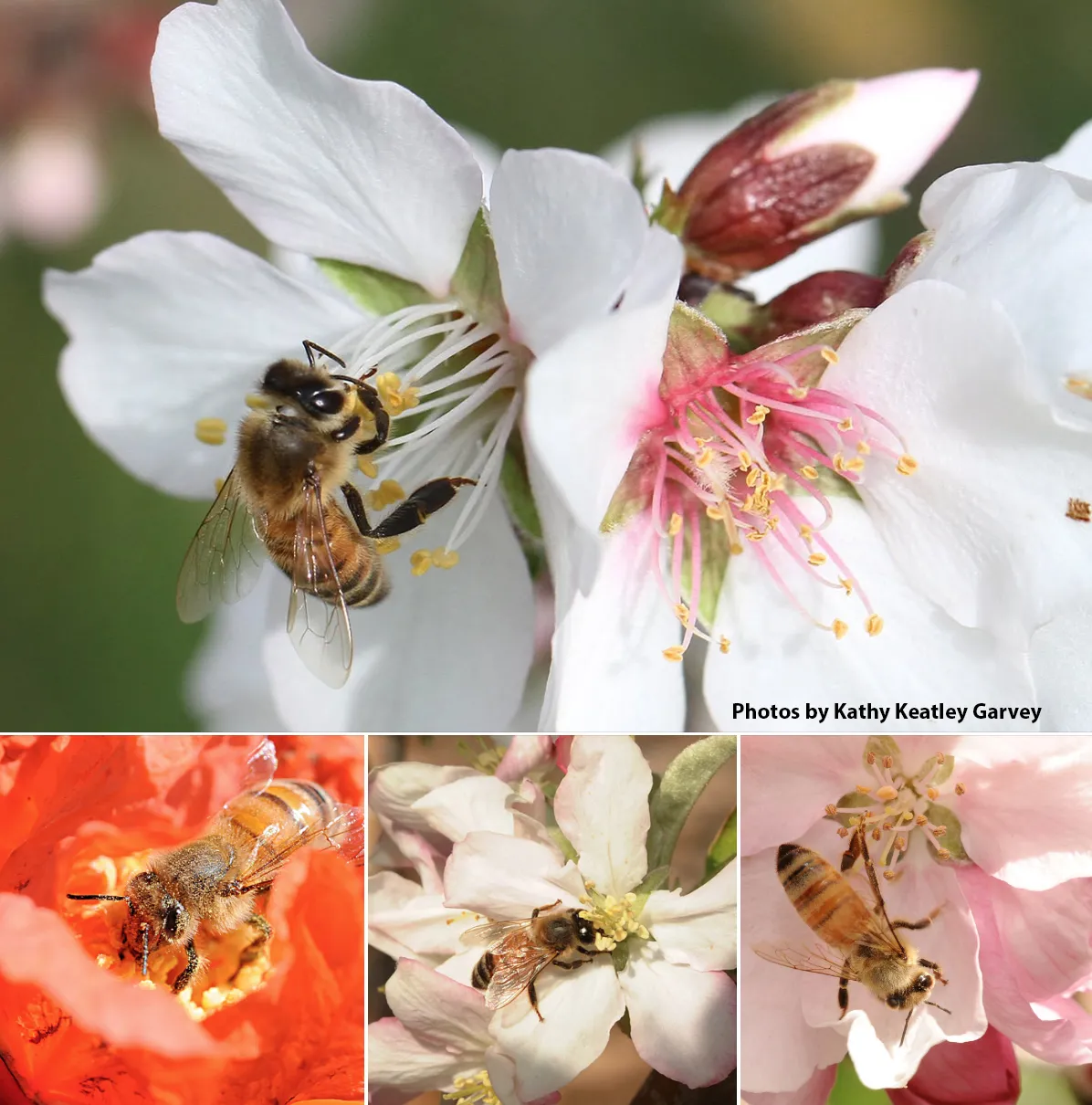 Photos of honey bees on fruit. (Photo by Kathy Keatley Garvey)