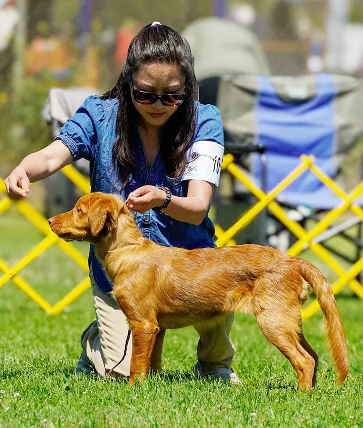 Joanna Chiu showing one of Phoebe's puppies, Pari in a Carmel conformation show.