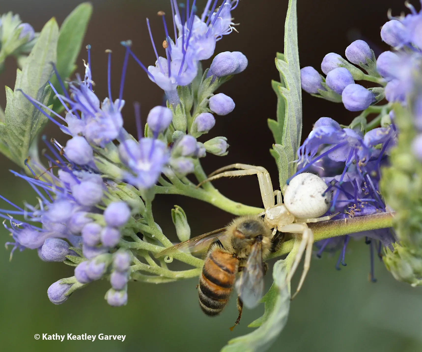 An eight-legged encounter with a honey bee; a crab spider nails a bee. (Photo by Kathy Keatley Garvey)