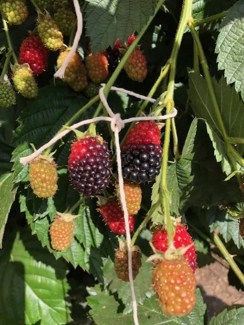 Two fruit side by side, are they both infested with redberry mite?