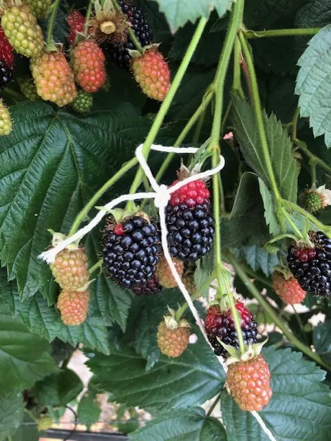 Three days later, note how one fruit is nearly fully ripened, while the other has not.