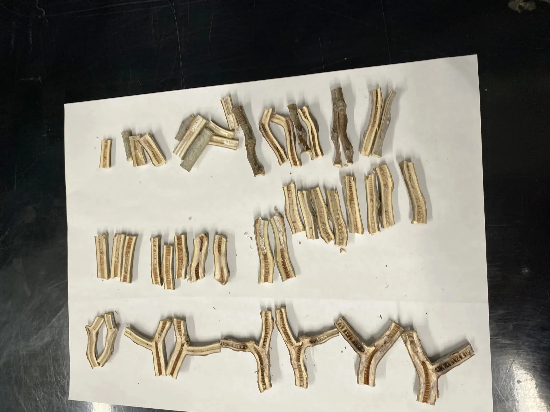 ramas de un nogal partidas revelando la médula seca