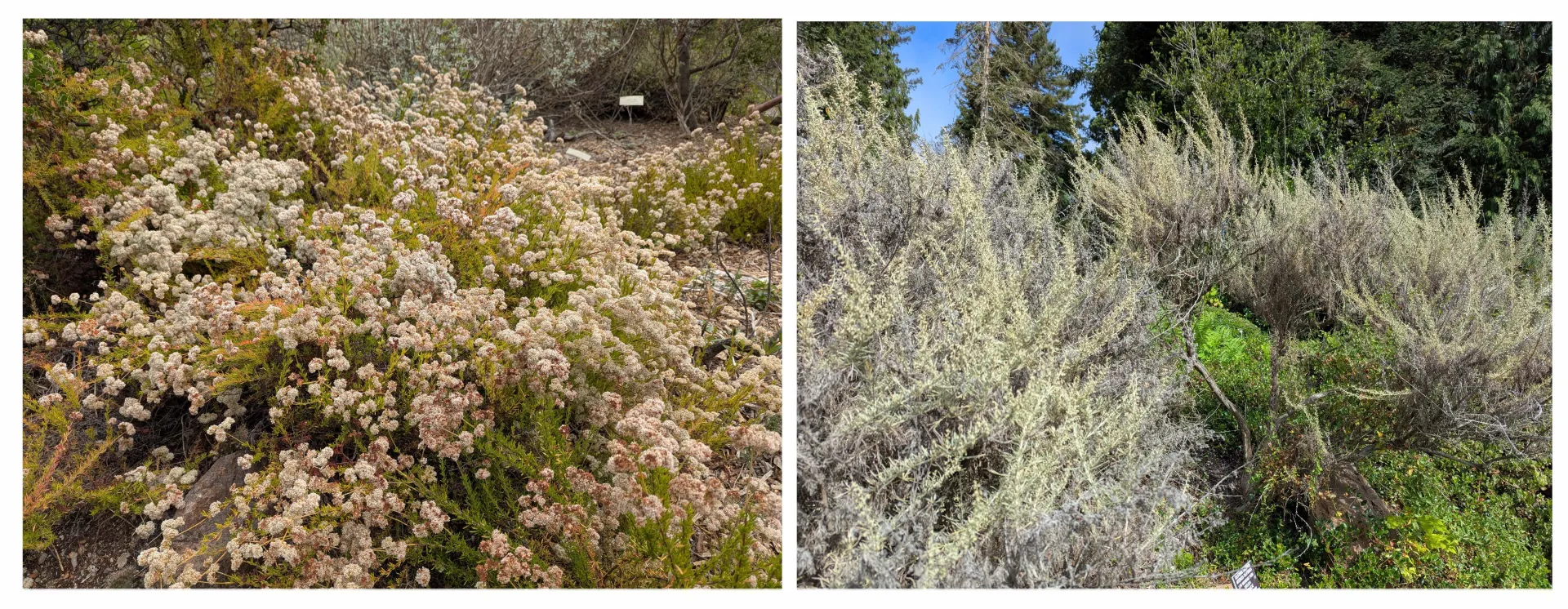 photo on right, bush with pale flowers; photo on right native sagebrush