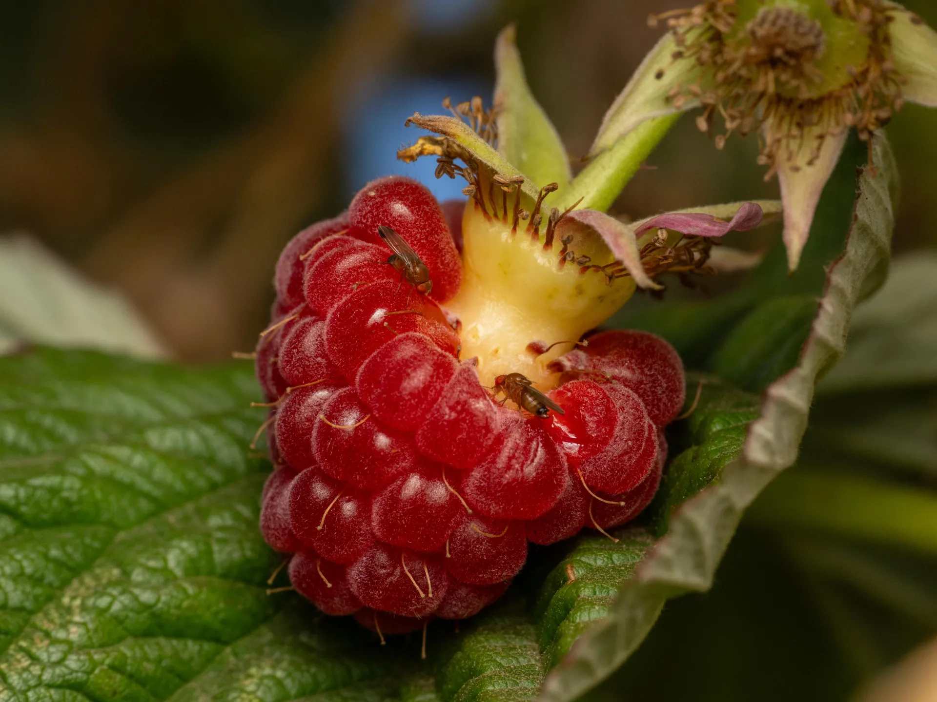 Tiny, light brown flies on a bright red raspberry fruit.