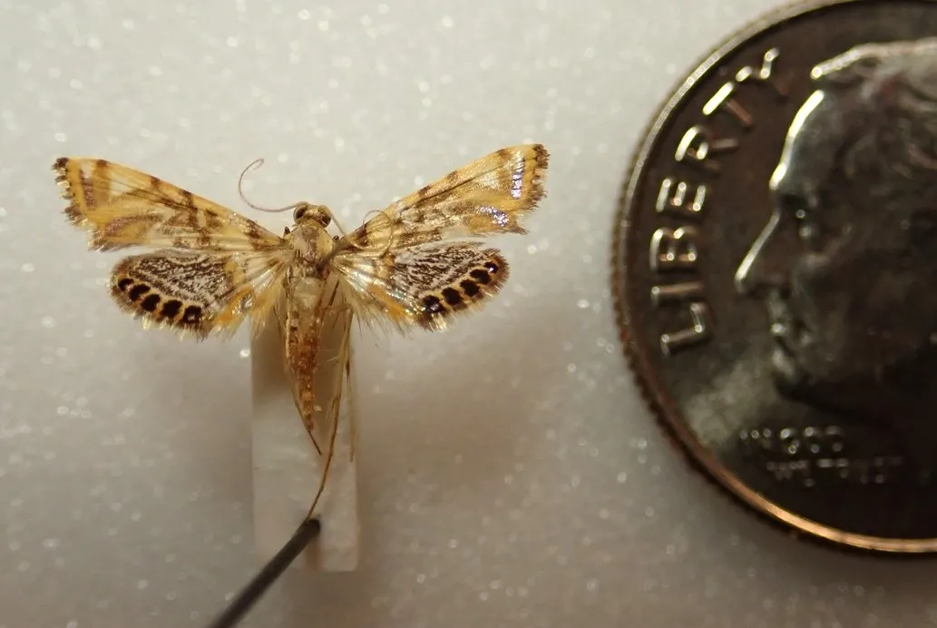 An aquatic moth from Papua New Guinea that Jeff Smith, curator of the Lepidoptera collection at the Bohart Museum, curated. (Photo by Jeff Smith)