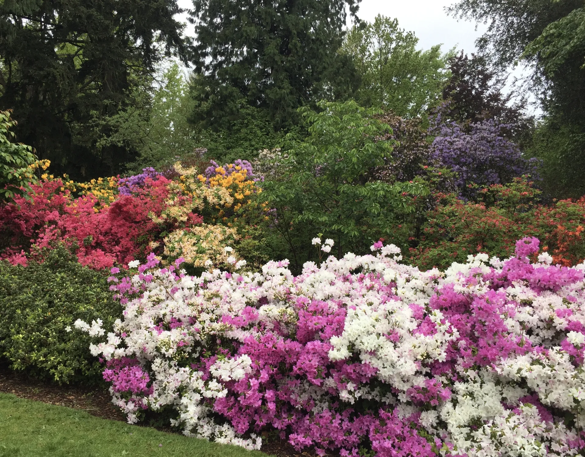 Photo of the Azalea Garden at the University of Washington Botanical Garden.