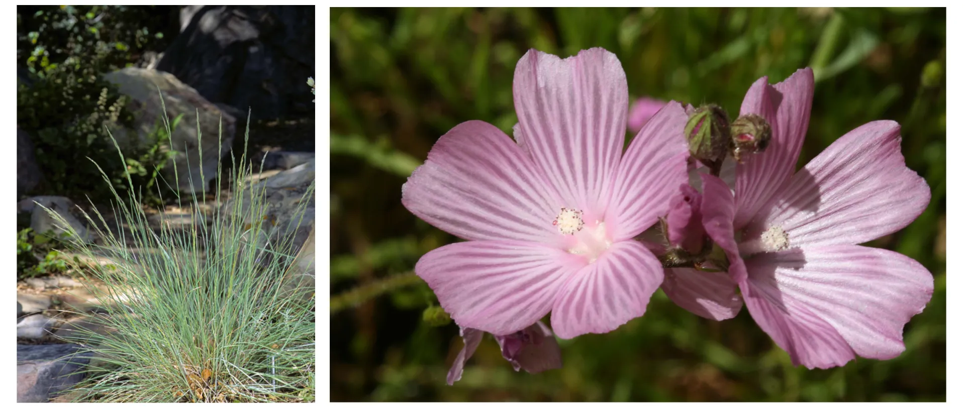 Left: Native CA fescue bunch grass; Right: pink blossoms from Checkerbloom 