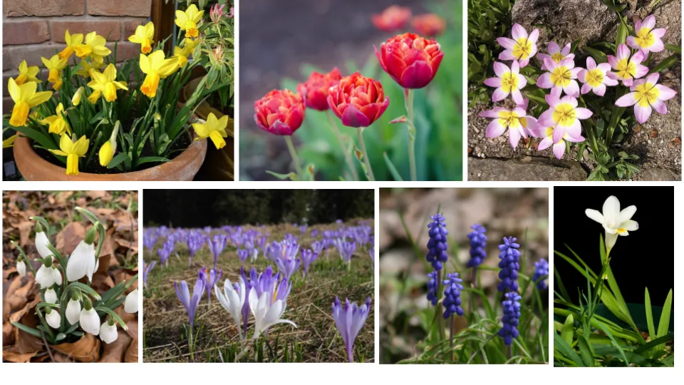 close up of different types of flowering bulbs
