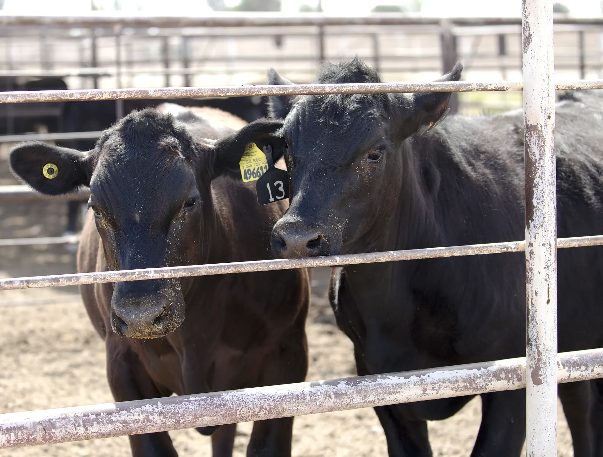 Two steers in an enclosure at Desert REC