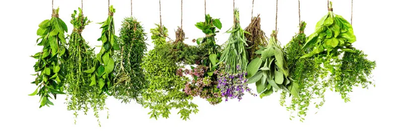 Herbs in Your Garden