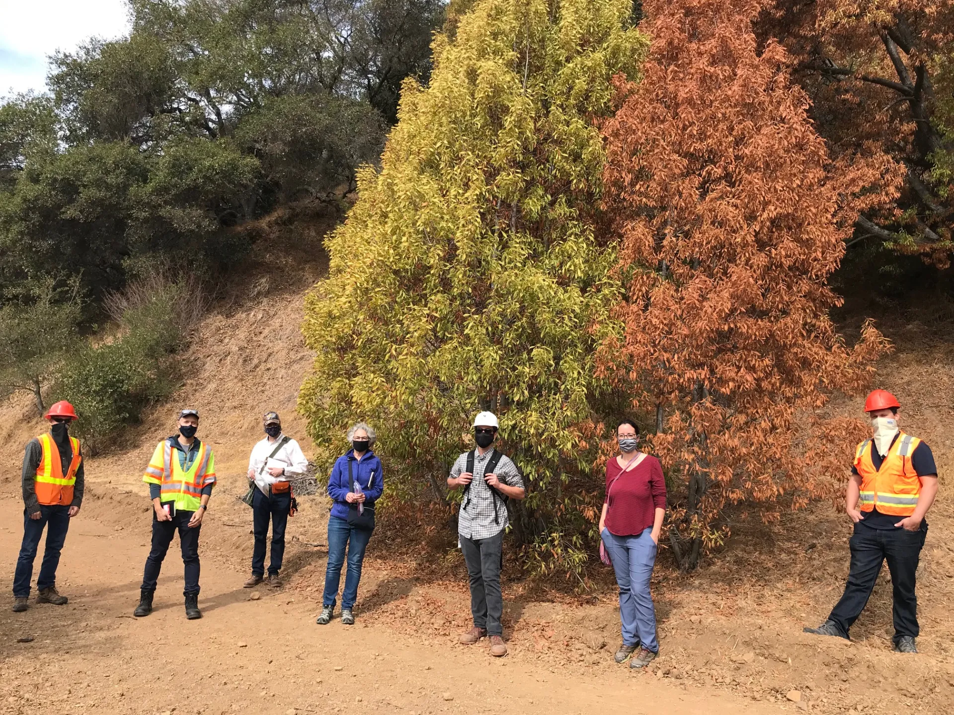 People wearing face masks during Covid stand among live greens trees and dead brown trees