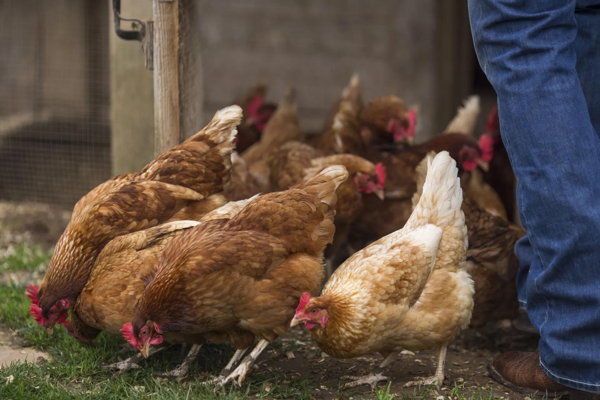 Chickens peck and feed