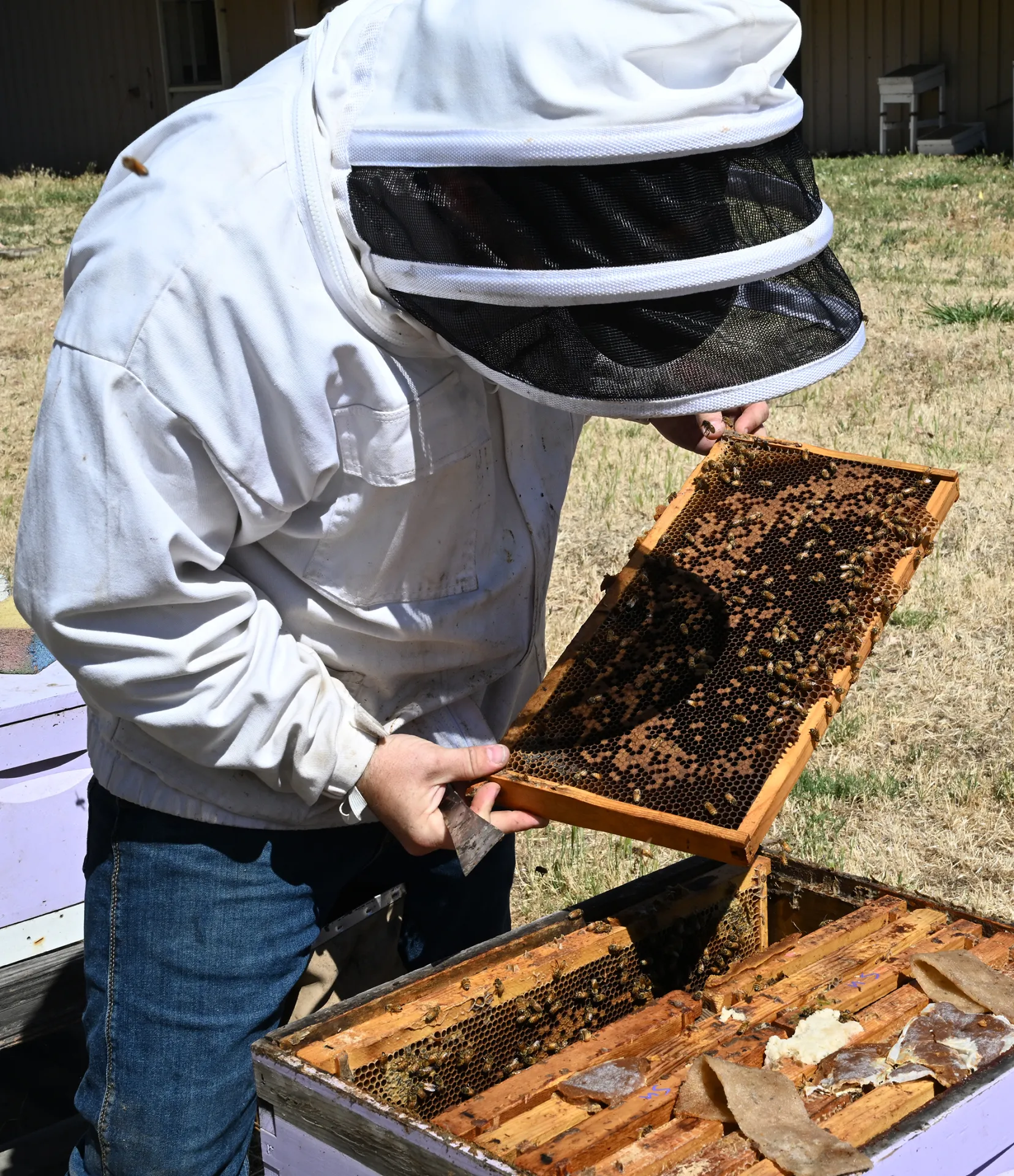 Joseph Tauzer examining a frame at the UC Davis apiary of the Harry H. Laidlaw Jr. Honey Bee Research Facility. (Photo by Kathy Keatley Garvey)