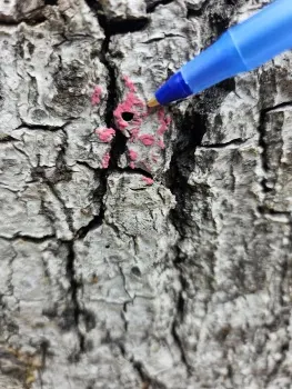 Los orificios que dejan los escarabajos