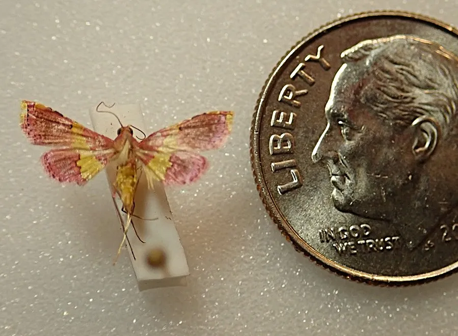 A species of Crambidae from Papua New Guinea that Jeff Smith, curator of the Lepidoptera collection at the Bohart Museum, curated. (Photo by Jeff Smith)