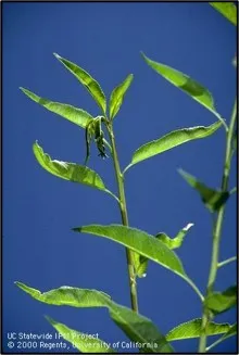 UCIPM shoot strike caused by OFM