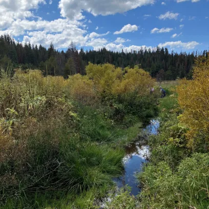 A creek flowing through a meadow