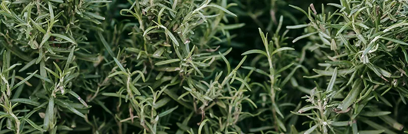 Rosemary