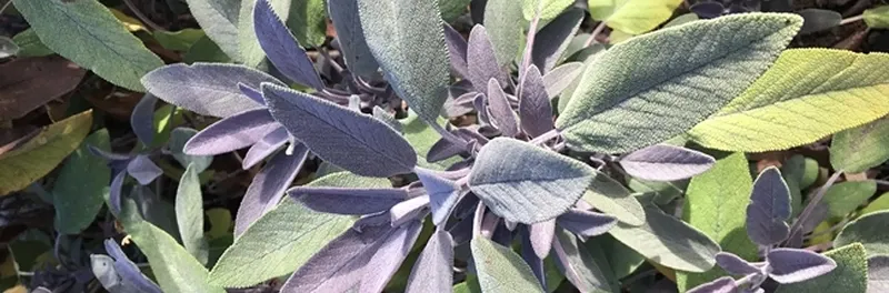 Sage