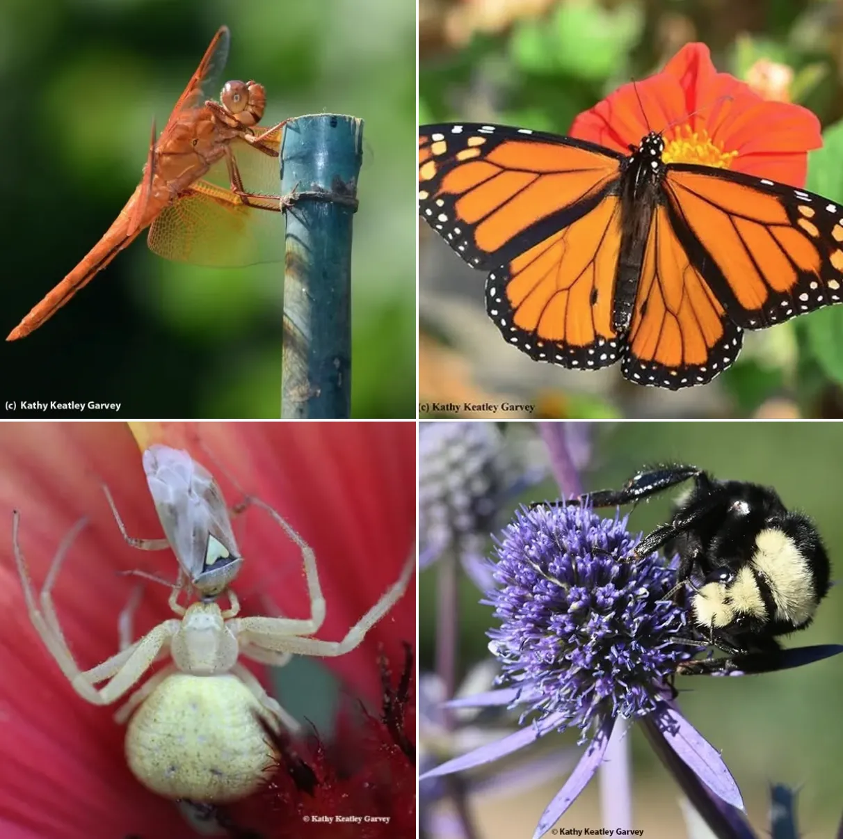 A flame skimmer dragonfly, a monarch, a crab spider eating a lygus bug, and a bumble bee. (Photo by Kathy Keatley Garvey)