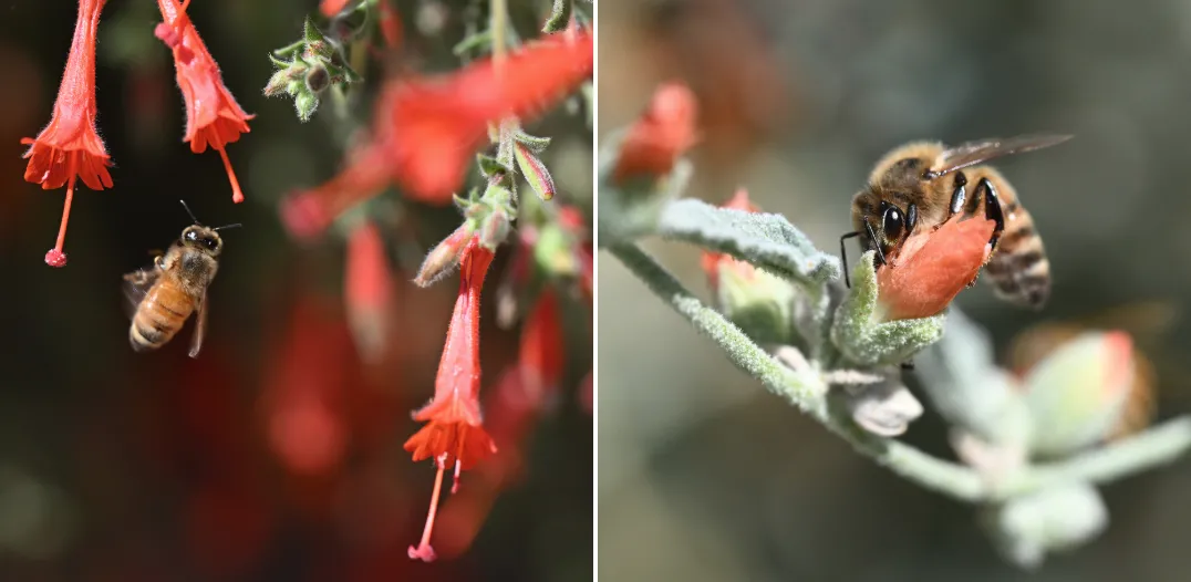 A honey bee on California fuchsia and a honey bee on apricot mallow in the UC Davis BeeHaven. (Photos by Kathy Keatley Garvey)