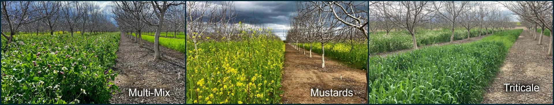 Cover crop treatments in April 2023