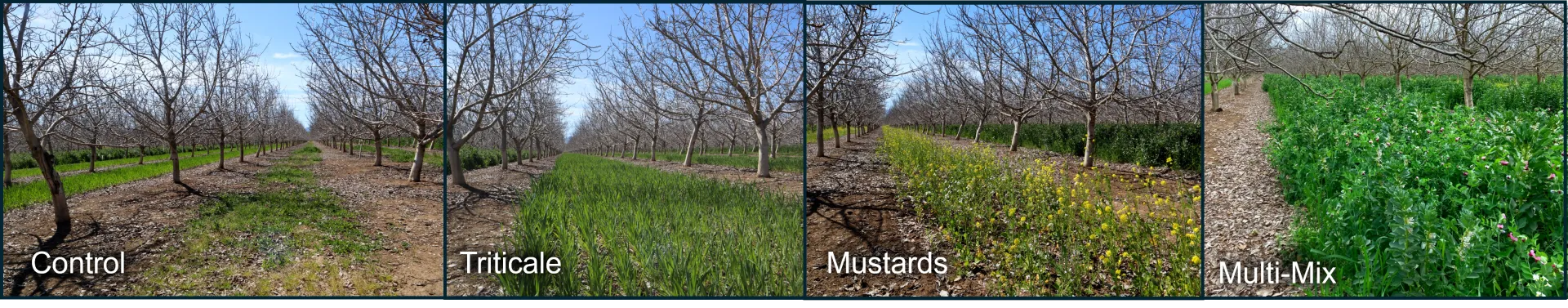 Cover crop treatments in April 2025