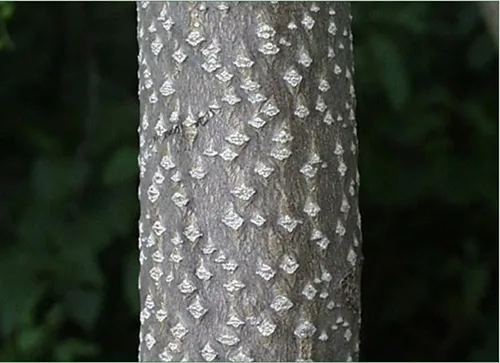 Tree of Heaven bark, courtesy O.Wray, Iowa State U.