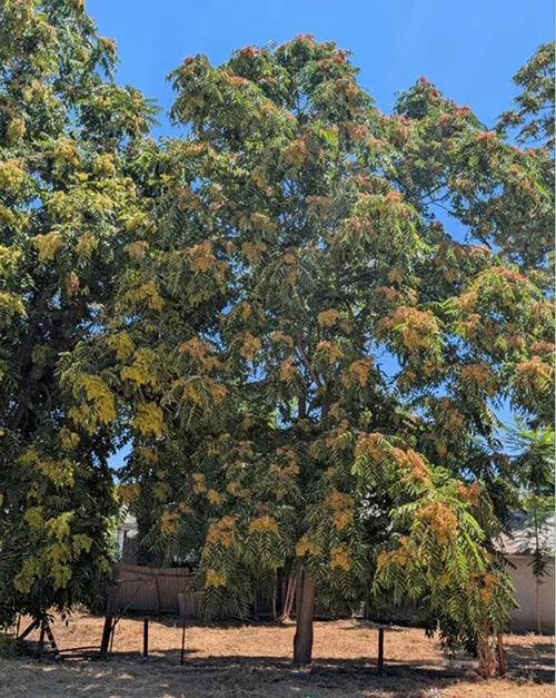 Tree of Heaven_UCIPM_B.Messenger-Sikes