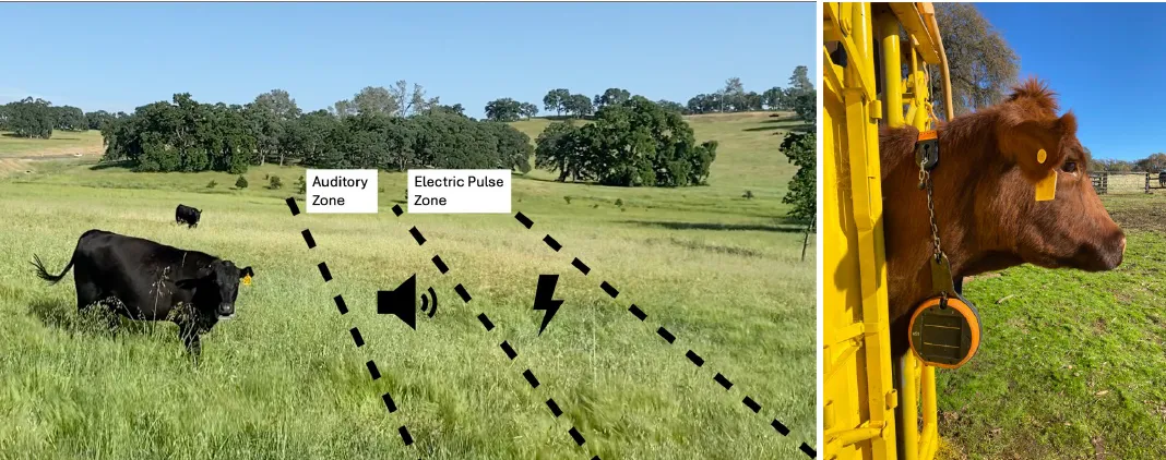 illustration of auditory zone and electric pulse zone in rangeland and close up of cattle with GPS collar