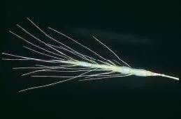 barbed goatgrass