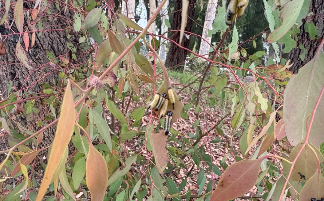 dotted paropsine larvae feeding