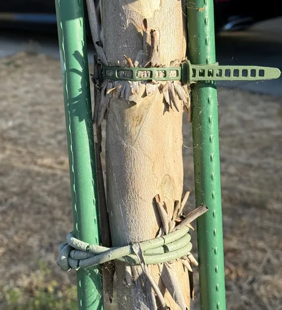 Tree with incorrect ties