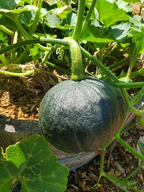 Kabocha Squash