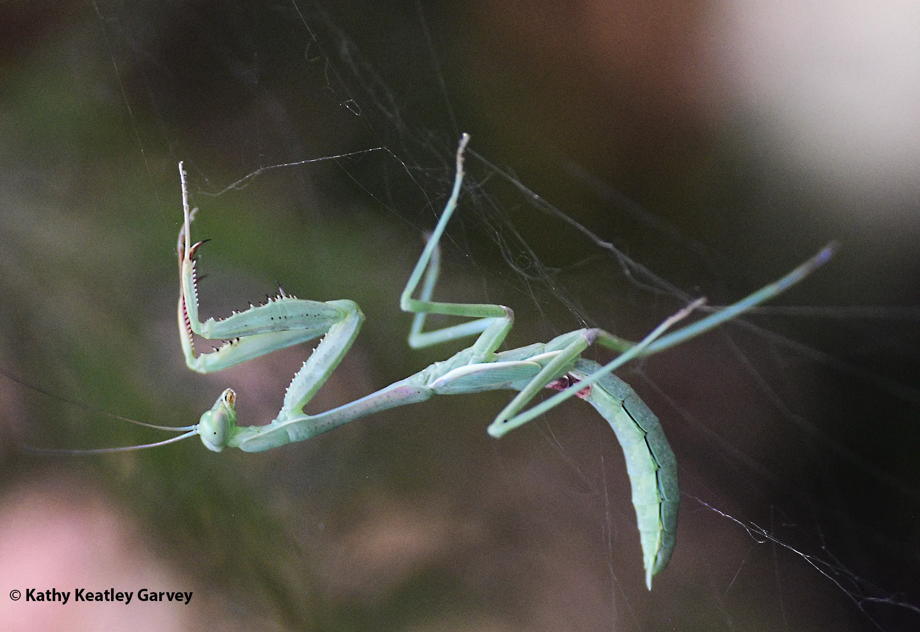A male praying mantis, Stagmomantis limbata, is caught in a spider web. (Photo by Kathy Keatley Garvey)