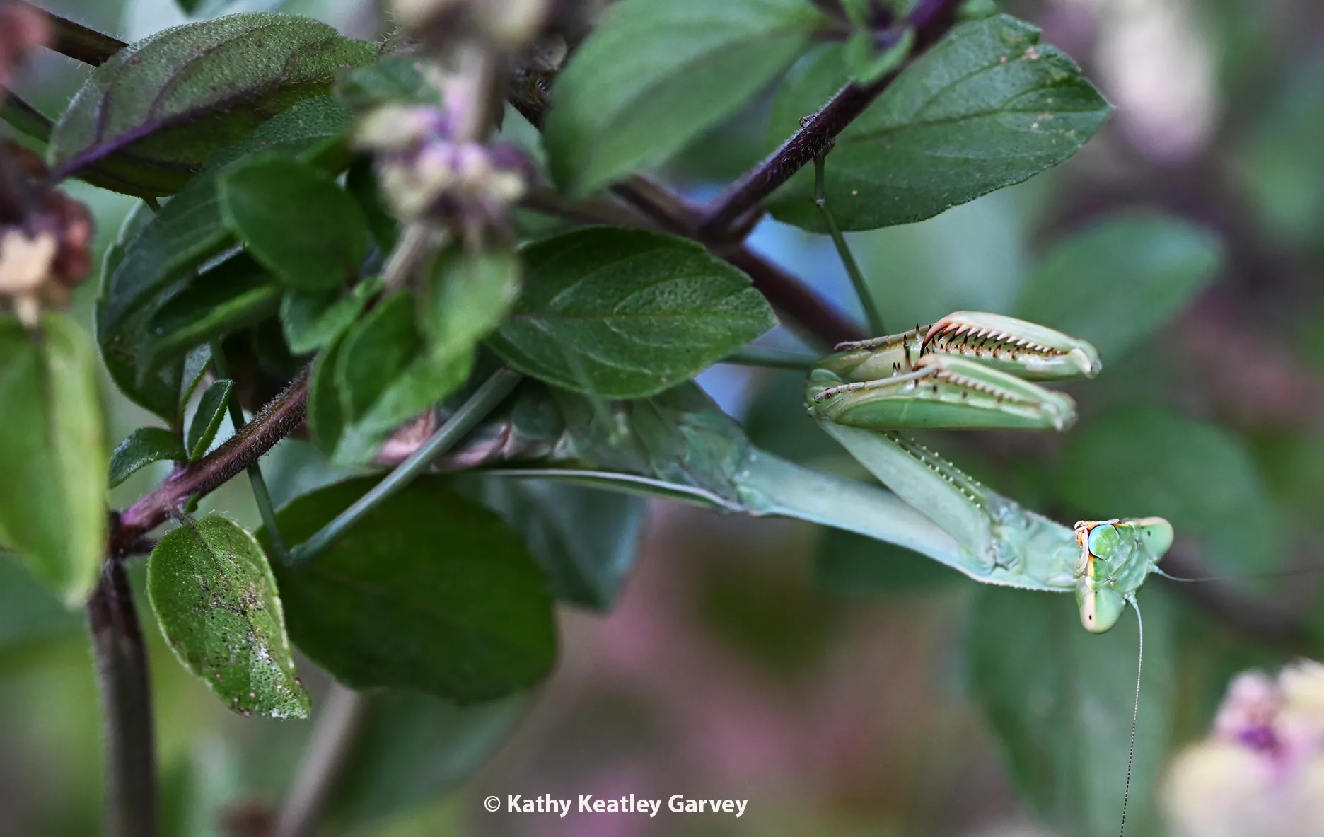 Praying mantis, Stagmomantis limbata, looking at the photographer. (Photo by Kathy Keatley Garvey)