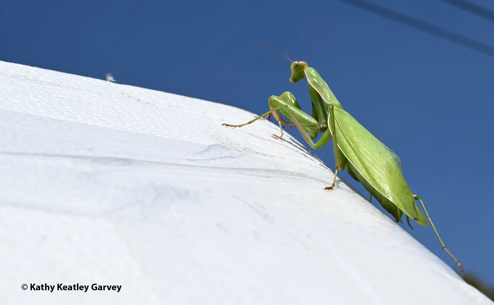 European praying mantis outlined against the sky. (Photo by Kathy Keatley Garvey)